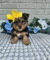 Little Pippy, a female Yorkshire Terrier for sale in Indianapolis, IN – 2 of 7