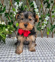 Theo, a male Yorkshire Terrier for sale in Indianapolis, IN – 4 of 6