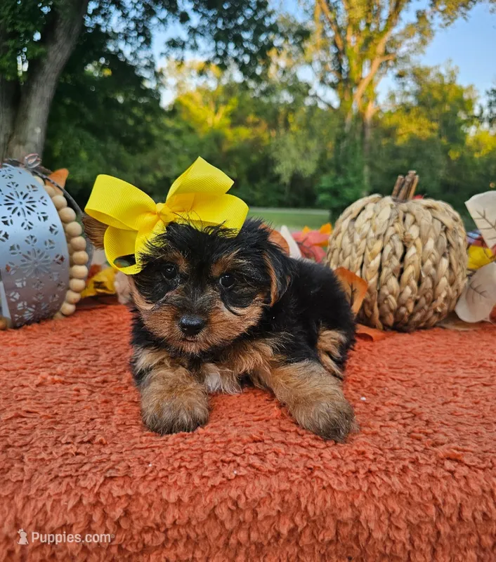 Sadie – Yorkshire Terrier puppy for sale in Indianapolis, IN