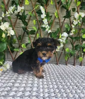 Theo, a male Yorkshire Terrier and Morkie for sale in Indianapolis, IN – 5 of 7
