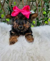 Tiny Tilly, a female Yorkshire Terrier for sale in Indianapolis, IN – 3 of 4