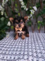 Bastian, a male Yorkshire Terrier for sale in Indianapolis, IN – 4 of 6