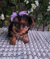  Sadie, a female Yorkshire Terrier for sale in Indianapolis, IN – 6 of 6