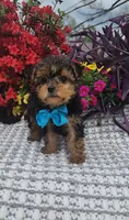 Rupert , a male Yorkshire Terrier for sale in Indianapolis, IN – Photo 3 of 4