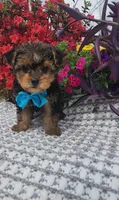 Rupert , a male Yorkshire Terrier for sale in Indianapolis, IN – Photo 2 of 4