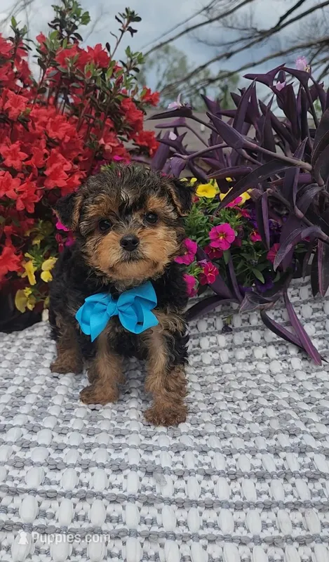 Rupert  – Yorkshire Terrier puppy for sale in Indianapolis, IN