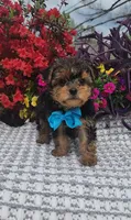 Rupert , a male Yorkshire Terrier for sale in Indianapolis, IN – Photo 4 of 4