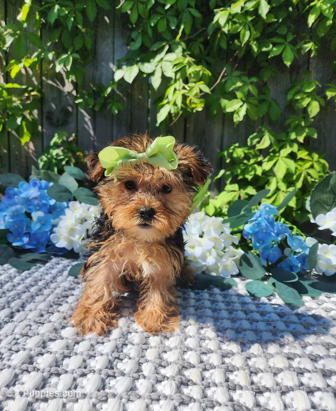 Lola – Yorkshire Terrier puppy for sale in Indianapolis, IN