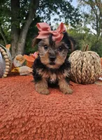 Vivian, a female Yorkshire Terrier for sale in Indianapolis, IN – 5 of 6