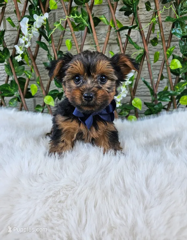 Milo – Yorkshire Terrier puppy for sale in Indianapolis, IN