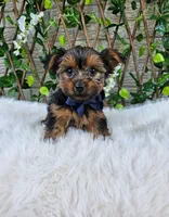 Milo, a male Yorkshire Terrier for sale in Indianapolis, IN – 1 of 3