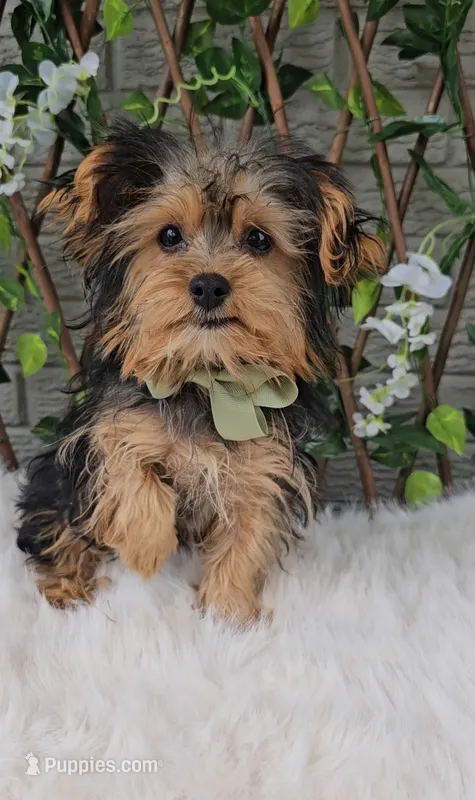 Neeko – Yorkshire Terrier puppy for sale in Indianapolis, IN