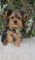 Neeko (teacup), a male Yorkshire Terrier for sale in Indianapolis, IN – 1 of 1