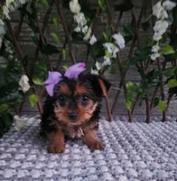  Sadie, a female Yorkshire Terrier for sale in Indianapolis, IN – 4 of 6