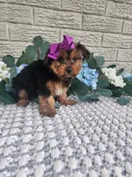 Lilly, a female Yorkshire Terrier for sale in Indianapolis, IN – 2 of 3