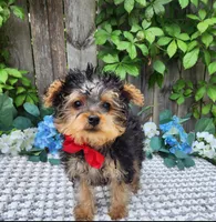 Tiny  Timmy, a male Yorkshire Terrier for sale in Indianapolis, IN – 4 of 9