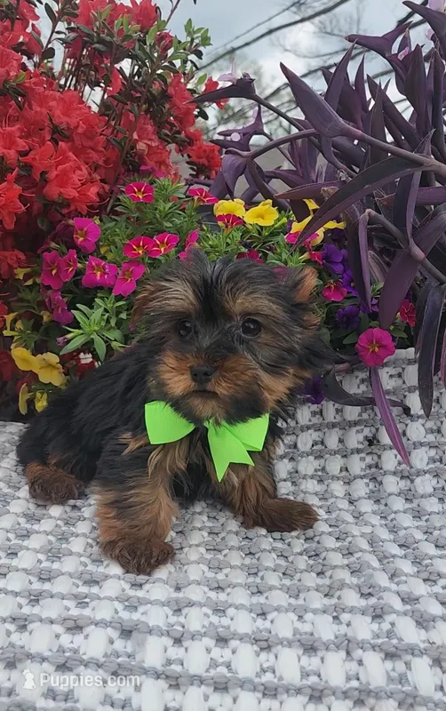 Charlie – Yorkshire Terrier puppy for sale in Indianapolis, IN