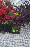 Charlie, a male Yorkshire Terrier for sale in Indianapolis, IN – Photo 1 of 2