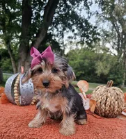 Piper, a female Yorkshire Terrier for sale in Indianapolis, IN – 6 of 7