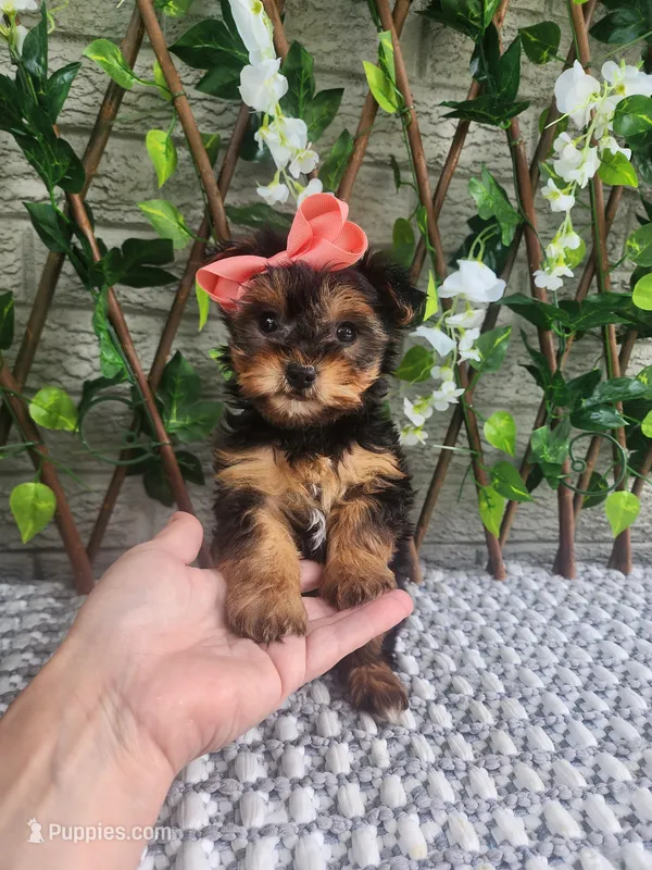 Little Lola – Yorkshire Terrier, Morkie puppy for sale in Indianapolis, IN
