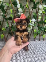 Little Lola, a female Yorkshire Terrier and Morkie for sale in Indianapolis, IN – 1 of 10