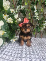 Little Lola, a female Yorkshire Terrier and Morkie for sale in Indianapolis, IN – 10 of 10