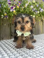 Peanut, a male Yorkshire Terrier for sale in Indianapolis, IN – 6 of 6