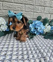 Little Lola, a female Yorkshire Terrier for sale in Indianapolis, IN – 6 of 9