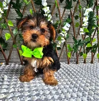 Bastian, a male Yorkshire Terrier for sale in Indianapolis, IN – 3 of 4