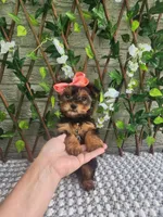 Little Lola, a female Yorkshire Terrier and Morkie for sale in Indianapolis, IN – 8 of 10