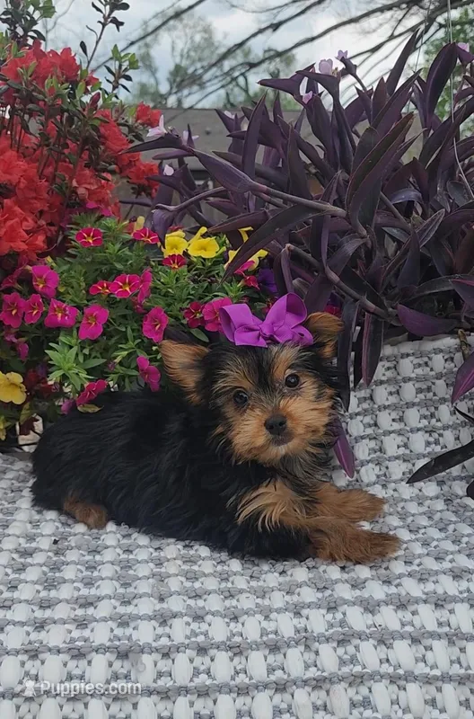 Violet – Yorkshire Terrier puppy for sale in Indianapolis, IN