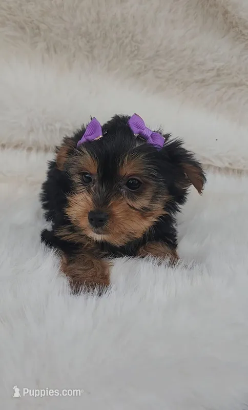 Violet, a female Yorkshire Terrier for sale in Indianapolis, IN – Photo 1 of 2
