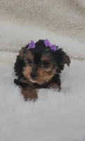 Violet, a female Yorkshire Terrier for sale in Indianapolis, IN – Photo 1 of 2