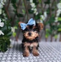 Kiki, a female Yorkshire Terrier for sale in Indianapolis, IN – 6 of 7