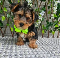 Bastian, a male Yorkshire Terrier for sale in Indianapolis, IN – 4 of 4