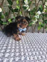Neeko, a male Yorkshire Terrier and Morkie for sale in Indianapolis, IN – 6 of 10