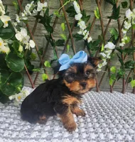 Little Kiwi, a female Yorkshire Terrier and Morkie for sale in Indianapolis, IN – 9 of 9