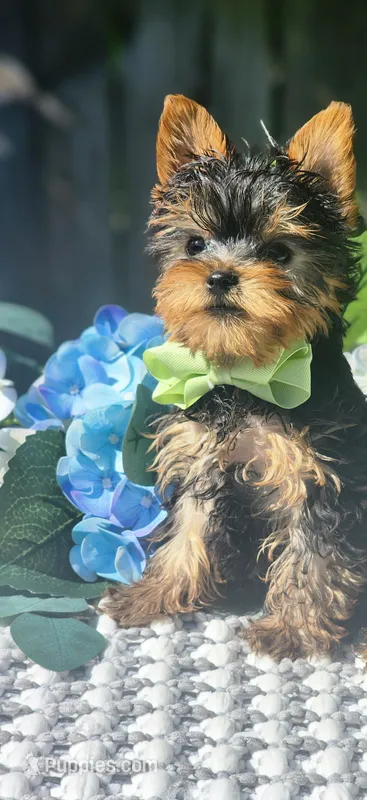 Teacup Zeeke – Yorkshire Terrier puppy for sale in Indianapolis, IN