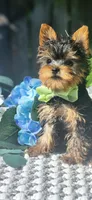 Teacup Zeeke, a male Yorkshire Terrier for sale in Indianapolis, IN – 1 of 8