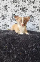 Lilo, a male Chihuahua for sale in Indianapolis, IN – Photo 2 of 5