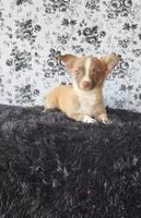 Lilo, a male Chihuahua for sale in Indianapolis, IN – Photo 3 of 5