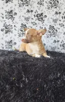 Lilo, a male Chihuahua for sale in Indianapolis, IN – Photo 5 of 5