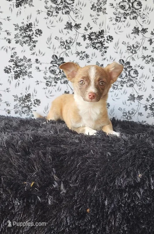 Lilo – Chihuahua puppy for sale in Indianapolis, IN