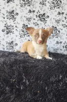 Lilo, a male Chihuahua for sale in Indianapolis, IN – Photo 1 of 5