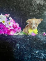 Lilo, a male Chihuahua for sale in Indianapolis, IN – Photo 2 of 3