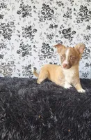 Lilo, a male Chihuahua for sale in Indianapolis, IN – Photo 4 of 5