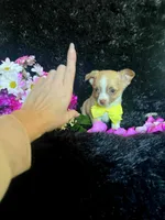 Lilo, a male Chihuahua for sale in Indianapolis, IN – Photo 3 of 3