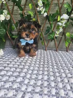 Neeko, a male Yorkshire Terrier and Morkie for sale in Indianapolis, IN – 8 of 10