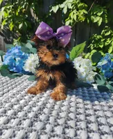 Little Maddie, a female Yorkshire Terrier for sale in Indianapolis, IN – 2 of 3