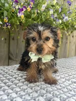 Peanut, a male Yorkshire Terrier for sale in Indianapolis, IN – 2 of 6